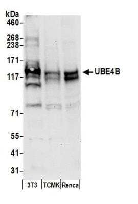 Western Blot: UBE4B Antibody [NB100-58802]