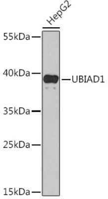 Western Blot: UBIAD1 AntibodyBSA Free [NBP2-93542]