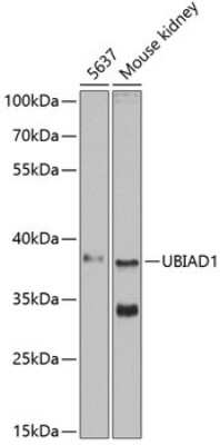 Western Blot: UBIAD1 AntibodyBSA Free [NBP2-94124]