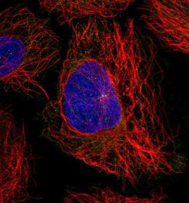 Immunocytochemistry/ Immunofluorescence: UBL3 Antibody [NBP2-31566]