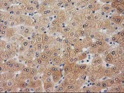 Immunohistochemistry-Paraffin: UBL4A Antibody (OTI1D4) [NBP2-03621]