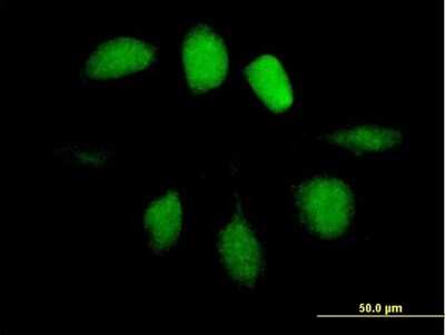 Immunocytochemistry/ Immunofluorescence: UBL4A Antibody [H00008266-B01P]
