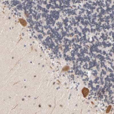 Immunohistochemistry-Paraffin: UBL4A Antibody [NBP1-84956]