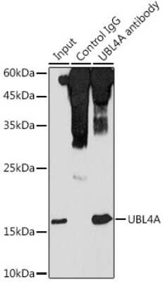 Immunoprecipitation: UBL4A Antibody - Azide and BSA Free [NBP2-94884]