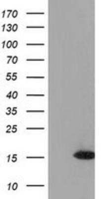 Western Blot: UBL4A Antibody (OTI1D4)Azide and BSA Free [NBP2-74752]