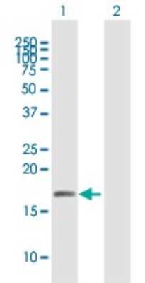 Western Blot: UBL4A Antibody [H00008266-B01P]