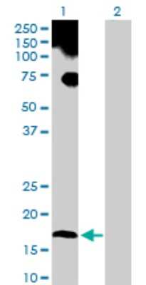 Western Blot: UBL4A Antibody [H00008266-D01P]