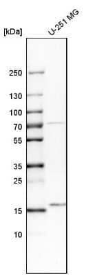 Western Blot: UBL4A Antibody [NBP1-84956]