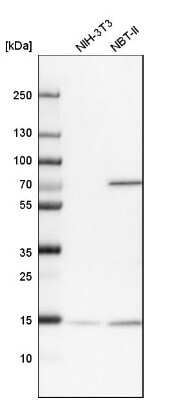 Western Blot: UBL4A Antibody [NBP1-84956]