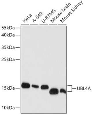 Western Blot: UBL4A AntibodyAzide and BSA Free [NBP2-94884]