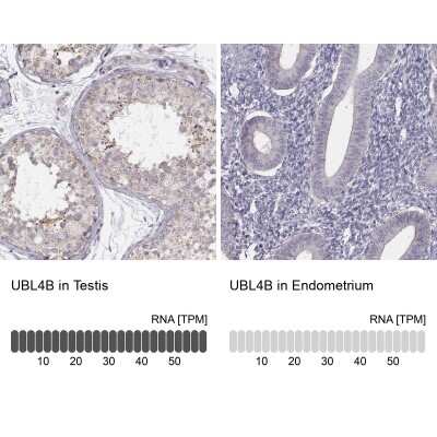 Immunohistochemistry-Paraffin: UBL4B Antibody [NBP1-82054]