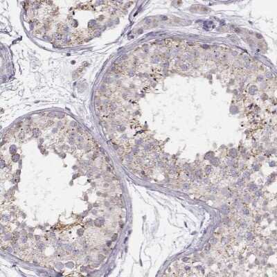 Immunohistochemistry-Paraffin: UBL4B Antibody [NBP1-82054]