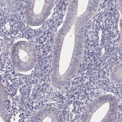 Immunohistochemistry-Paraffin: UBL4B Antibody [NBP1-82054]