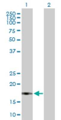 Western Blot: UBL4B Antibody [H00164153-B01P]