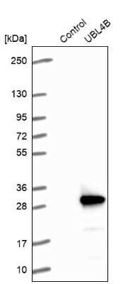 Western Blot: UBL4B Antibody [NBP1-82054]