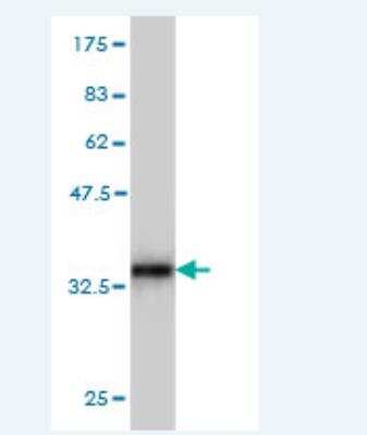 Western Blot: UBL5 Antibody (2F7) [H00059286-M01]