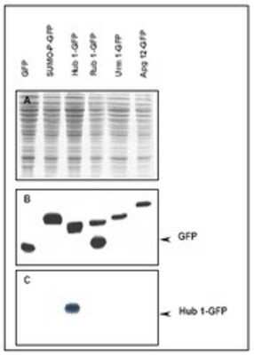 Western Blot: UBL5 Antibody [NB600-470]