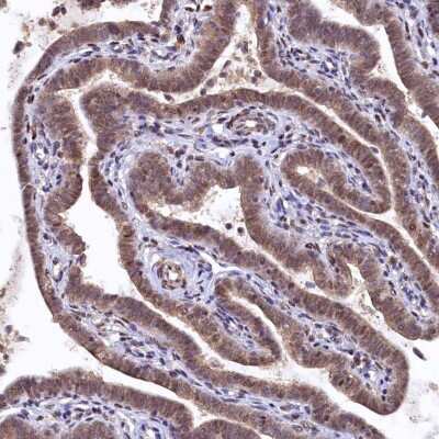 Immunohistochemistry-Paraffin: UBL7 Antibody [NBP1-88566]