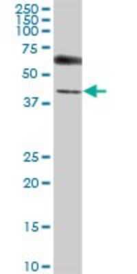 Western Blot: UBL7 Antibody [H00084993-B01P]