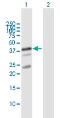 Western Blot: UBL7 Antibody [H00084993-B01P]