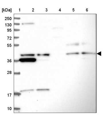 Western Blot: UBL7 Antibody [NBP1-88566]