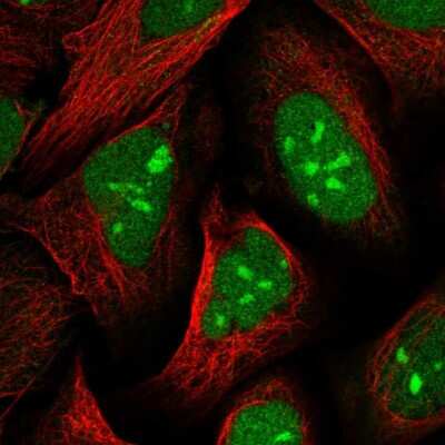 Immunocytochemistry/ Immunofluorescence: UBLCP1 Antibody [NBP1-85468]