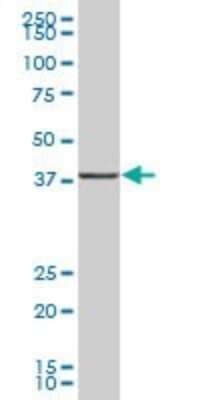 Western Blot: UBLCP1 Antibody [H00134510-B01P]