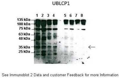 Western Blot: UBLCP1 Antibody [NBP1-55421]