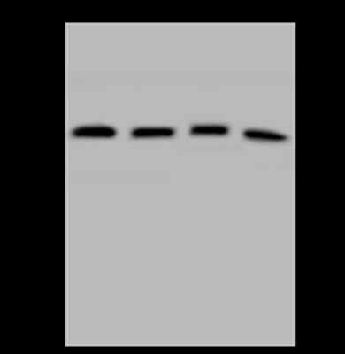 Western Blot: UBLCP1 Antibody [NBP2-98561]