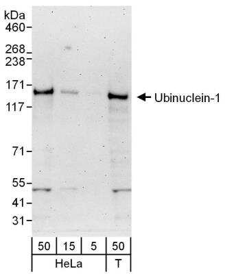 Western Blot: UBN1 Antibody [NBP1-49983]