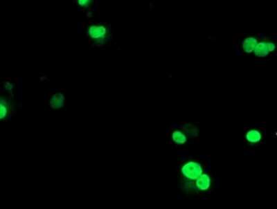 Immunocytochemistry/ Immunofluorescence: UBOX5 Antibody (OTI1C5) [NBP2-01077]