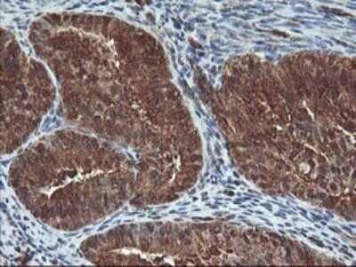 Immunohistochemistry-Paraffin: UBOX5 Antibody (OTI1C5) [NBP2-01077]
