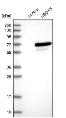 Western Blot: UBOX5 Antibody [NBP1-81469]