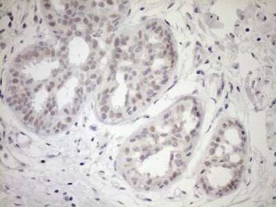 Immunohistochemistry: UBP1 Antibody (OTI9G7) [NBP2-46288]