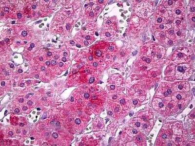 Immunohistochemistry-Paraffin: UBP1 Antibody [NBP1-47214]