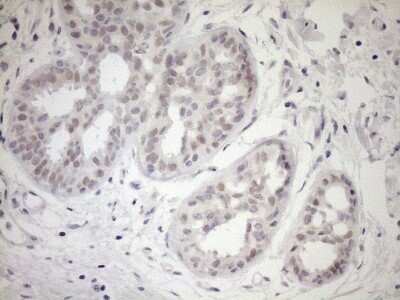 Immunohistochemistry: UBP1 Antibody (OTI9G7) - Azide and BSA Free [NBP2-74761]