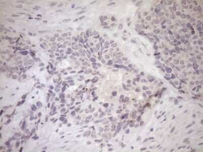 Immunohistochemistry: UBP1 Antibody (OTI9G7) - Azide and BSA Free [NBP2-74761]