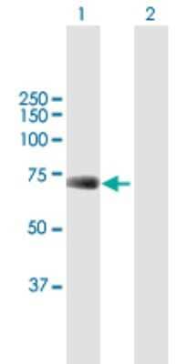 Western Blot: UBP1 Antibody [H00007342-B01P]