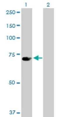 Western Blot: UBP1 Antibody [H00007342-D01P]