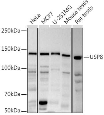 Western Blot: UBPY/USP8 AntibodyAzide and BSA Free [NBP2-94523]