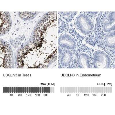 Immunohistochemistry-Paraffin: UBQLN3 Antibody [NBP1-86896]