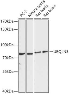 Western Blot: UBQLN3 AntibodyAzide and BSA Free [NBP2-93521]