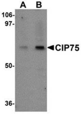 Western Blot: UBQLN4/CIP75 AntibodyBSA Free [NBP1-77054]