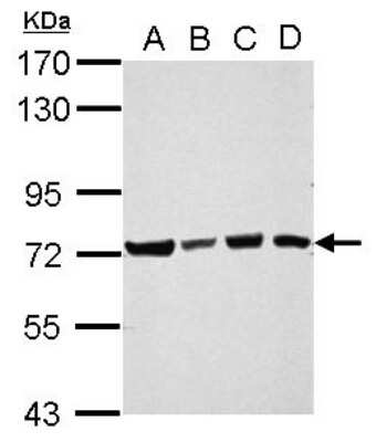 Western Blot: UBQLN4/CIP75 Antibody [NBP2-20793]