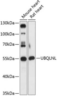 Western Blot: UBQLNL AntibodyAzide and BSA Free [NBP2-93837]