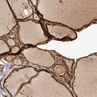 Immunohistochemistry-Paraffin: UBR2 Antibody [NBP1-88759]