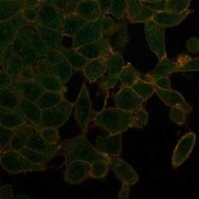 Immunocytochemistry/ Immunofluorescence: UBR2 Antibody (PCRP-UBR2-1D12) [NBP3-13900]