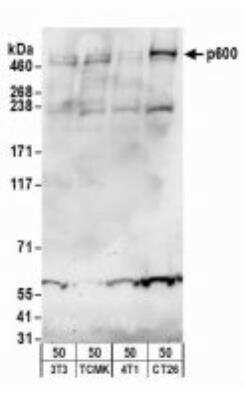 Western Blot: UBR4 Antibody [NBP1-28730]