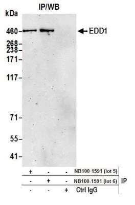 Immunoprecipitation: UBR5/EDD Antibody [NB100-1591]