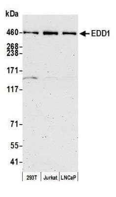 Western Blot: UBR5/EDD Antibody [NB100-1591]